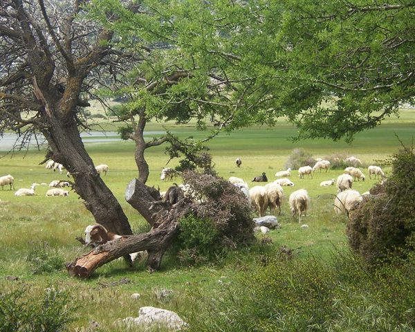 Ομαλός Βιάννου